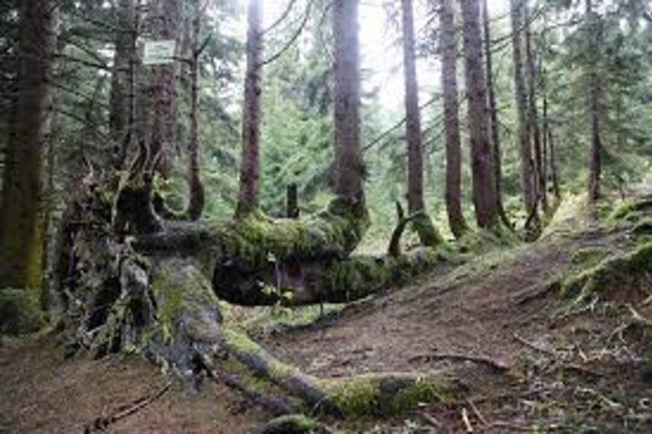 Bir fidan nasıl büyür, yetişir? Fidan nasıl ekilir ve ne kadar zamanda ağaç olur?  G5