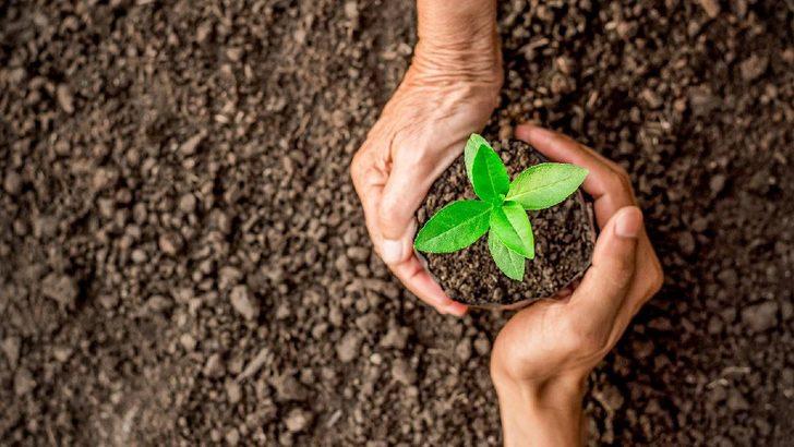 Bir fidan nasıl büyür, yetişir? Fidan nasıl ekilir ve ne kadar zamanda ağaç olur?  G2