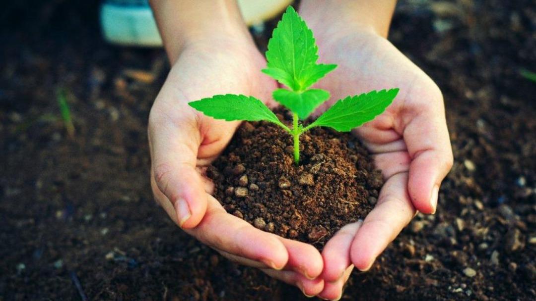 Bir fidan nasıl b&uuml;y&uuml;r, yetişir? Fidan nasıl ekilir ve ne kadar zamanda ağa&ccedil; olur? 