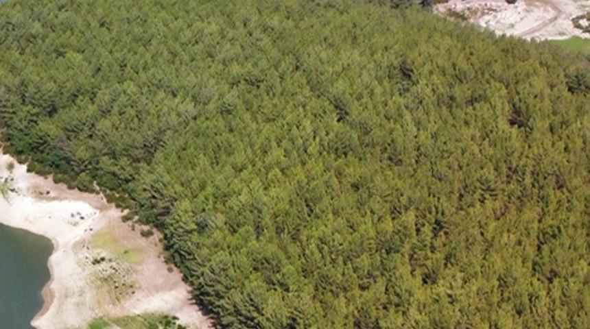 Osmaniye'de yangında zarar gören alanın öncesi ve sonrası yayınlandı! Bölgenin son hali yürek sızlattı