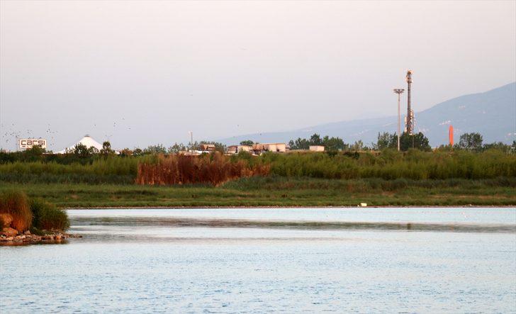 Kocaeli'de sulak alandaki 10 dönüm sazlık yandı G3