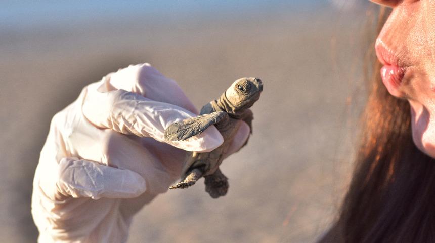Antalya'da yangın dumanı ufku kapladı, yavru carettalar yönlerini bulamadı