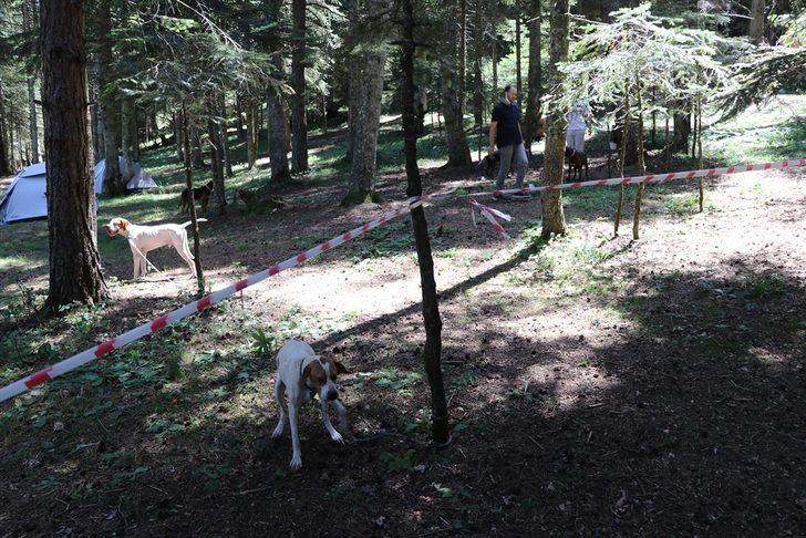 Bolu'daki festivalde 400 köpeğe çip takıldı G1
