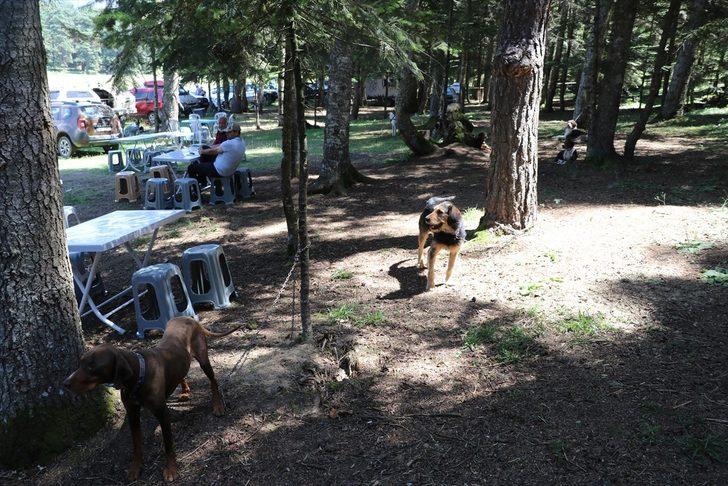 Bolu'daki festivalde 400 köpeğe çip takıldı G2