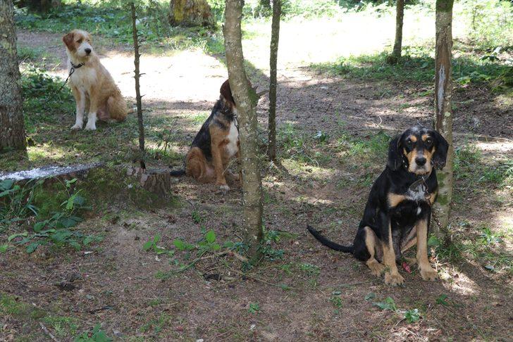 Bolu'daki festivalde 400 köpeğe çip takıldı G3