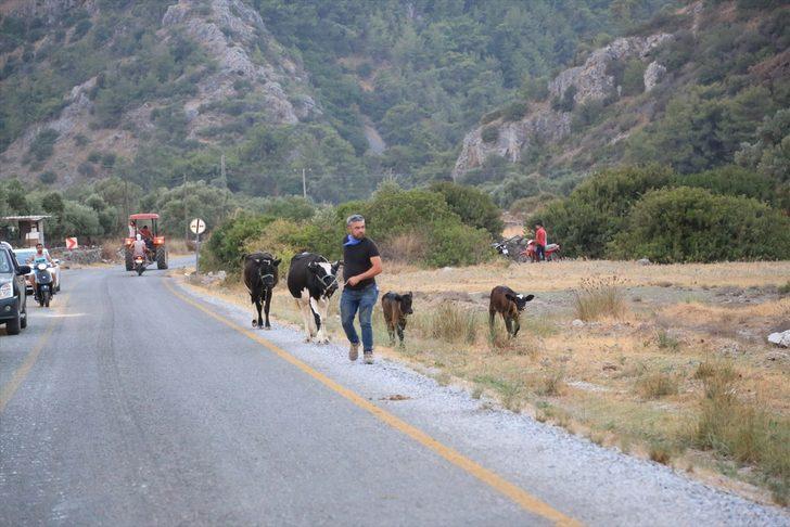 Milas'ta ormanlık alanda çıkan yangın kontrol altına alınmaya çalışılıyor G4