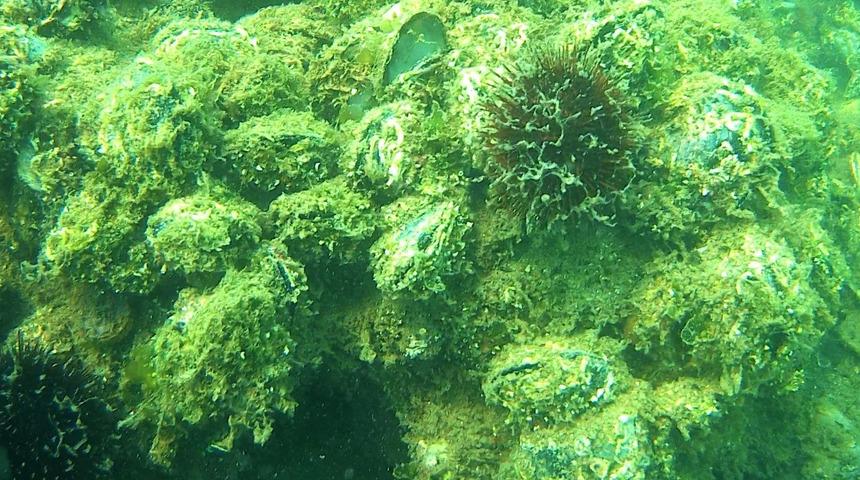 Gebze’de balıkçılar deniz altındaki müsilajdan şikayetçi