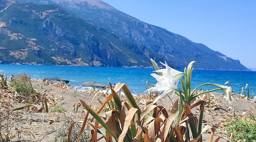 Kum zambaklarını koparmanın cezası 80 bin lira