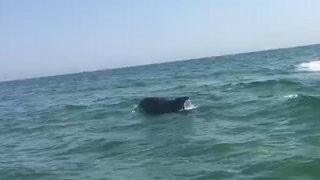 Şile'de yunusun gülümseten oyunu kamerada