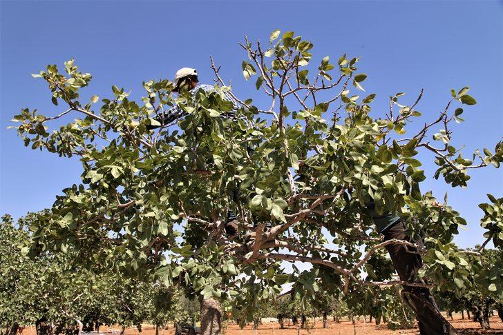 Şanlıurfa'da baklavada kullanılan boz fıstık hasadı başladı G1