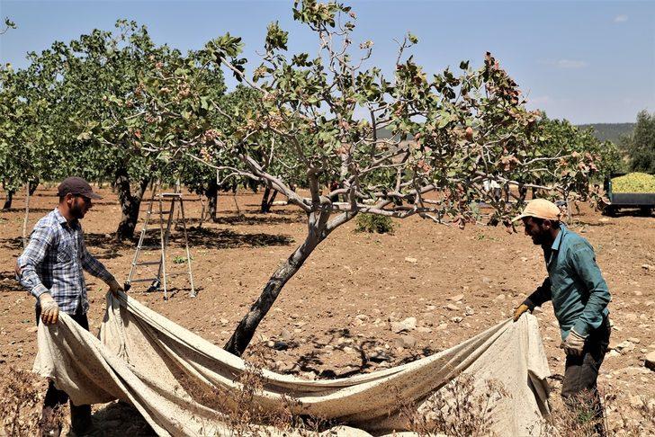 Şanlıurfa'da baklavada kullanılan boz fıstık hasadı başladı G2