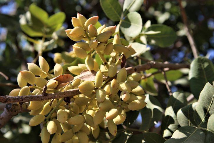 Şanlıurfa'da baklavada kullanılan boz fıstık hasadı başladı G3