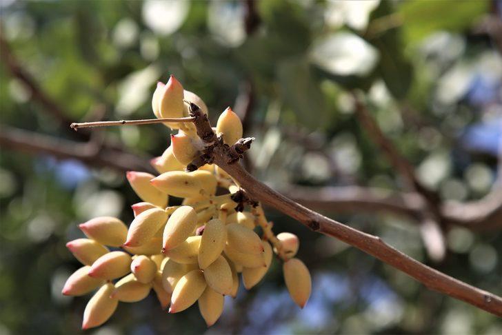 Şanlıurfa'da baklavada kullanılan boz fıstık hasadı başladı G4