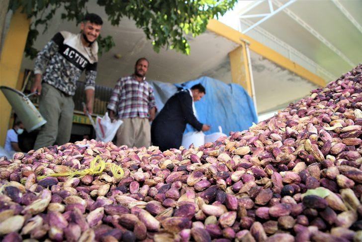 Şanlıurfa'da baklavada kullanılan boz fıstık hasadı başladı G5