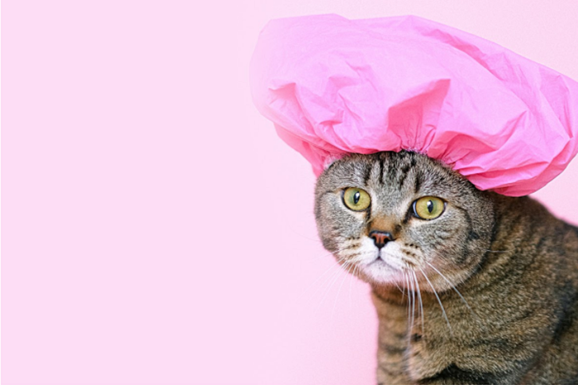 Evcil hayvanlarınızı mutlu edecek birbirinden şık ve kullanışlı ürünler