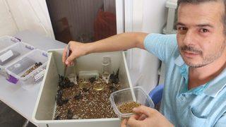 Akreplerden elde ediyor! Gramı 8 bin 500 dolar