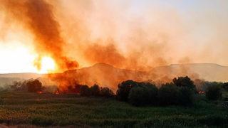 Ankara Nallıhan Kuş Cenneti’nde yangın