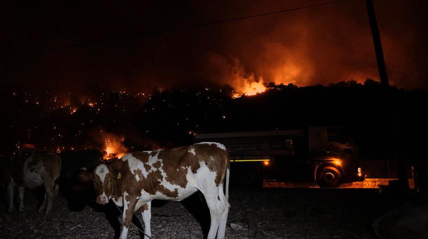 Muğla'da alevlerin küle çevirdiği köyde büyükbaş hayvanları sahile getirerek korudular