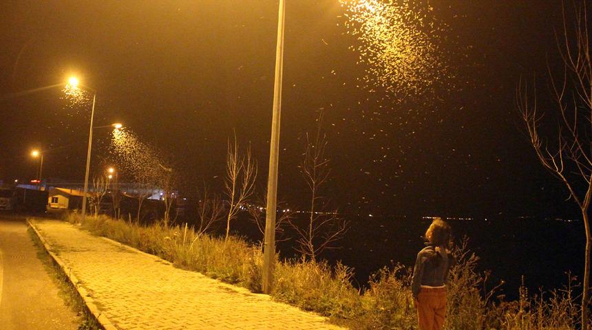 Kelebeklerin ölüm dansını görenler telefonuna sarıldı! Ardahan'da şaşırtan görüntü