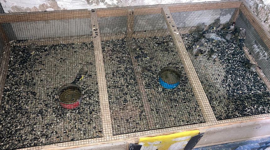 Ger&ccedil;eği ihbar ortaya &ccedil;ıkardı! Saka kuşu beslenmesine ve satışına 120 bin lira ceza