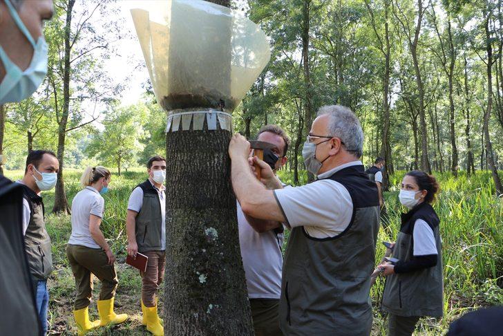 Sakarya'da "Amerikan beyaz kelebeği" ile mücadele kapsamında doğaya yararlı böcekler salındı G1