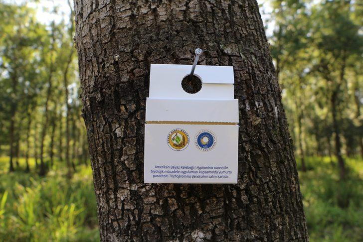 Sakarya'da "Amerikan beyaz kelebeği" ile mücadele kapsamında doğaya yararlı böcekler salındı G2