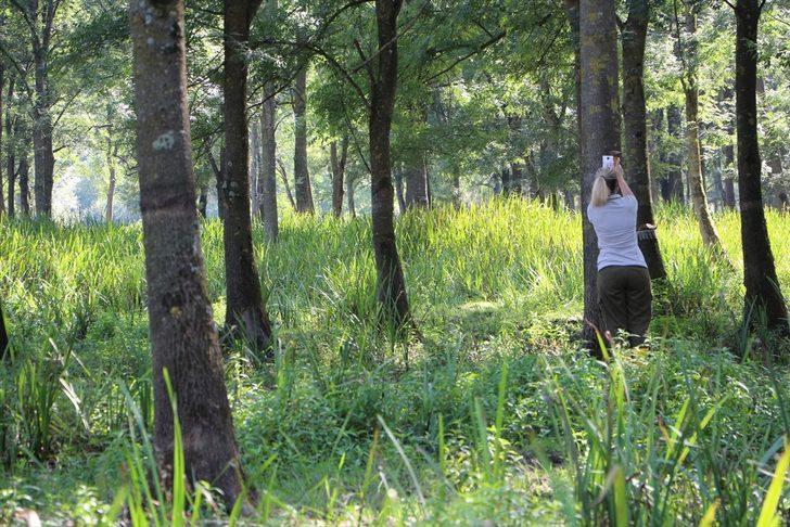 Sakarya'da "Amerikan beyaz kelebeği" ile mücadele kapsamında doğaya yararlı böcekler salındı G3