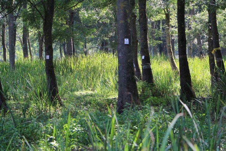 Sakarya'da "Amerikan beyaz kelebeği" ile mücadele kapsamında doğaya yararlı böcekler salındı G4