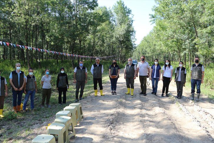Sakarya'da "Amerikan beyaz kelebeği" ile mücadele kapsamında doğaya yararlı böcekler salındı G5