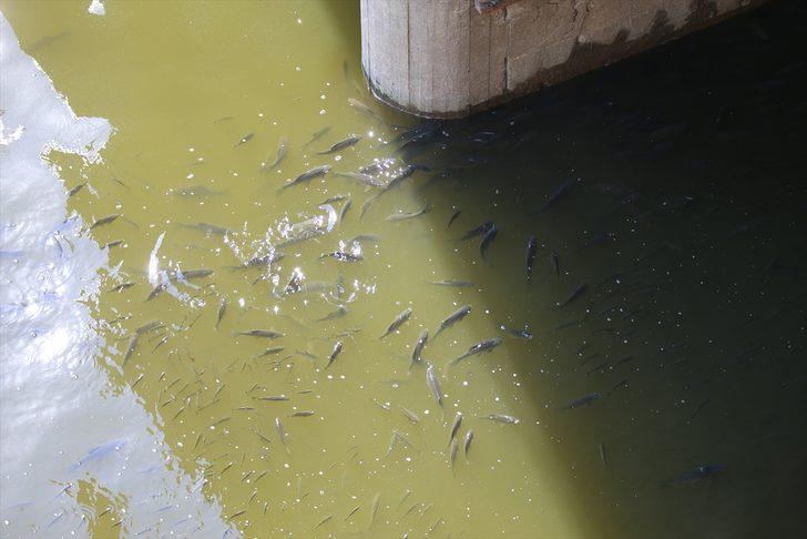 Asi Nehri'nde balık ölümleri görülmesi üzerine inceleme başlatıldı G2