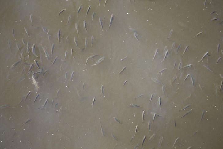 Asi Nehri'nde balık ölümleri görülmesi üzerine inceleme başlatıldı G3