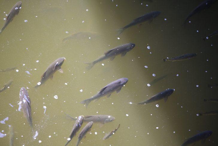 Asi Nehri'nde balık ölümleri görülmesi üzerine inceleme başlatıldı G4
