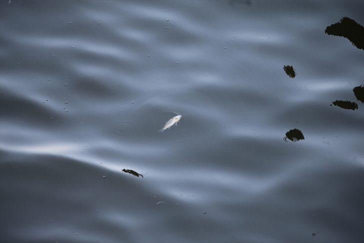 Asi Nehri'nde balık ölümleri görülmesi üzerine inceleme başlatıldı G5