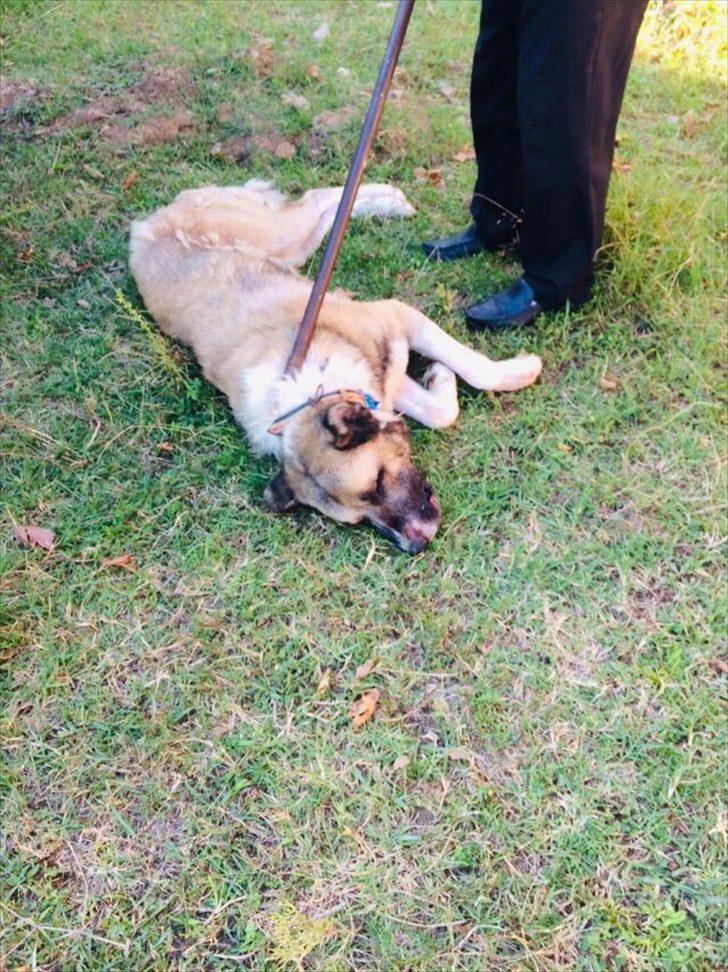 Samsun'da köpeğin saldırısına uğrayan kişi yaralandı G5