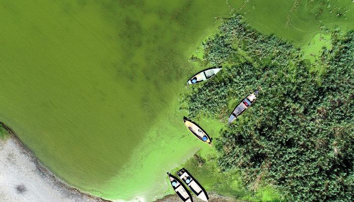 Bursa Uluabat Gölü yeşile döndü! Uzman isimden uyarı: Önlem alınsın