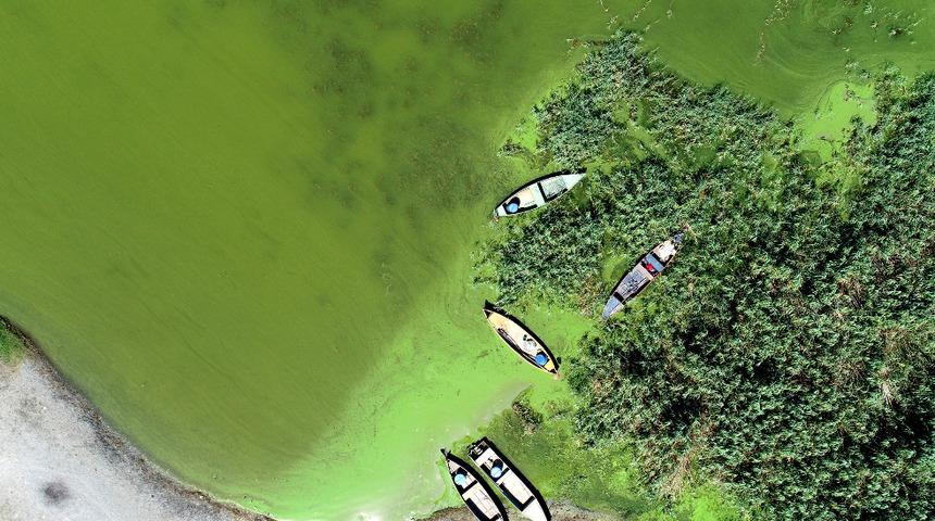 Bursa Uluabat Gölü yeşile döndü! Uzman isimden uyarı: Önlem alınsın