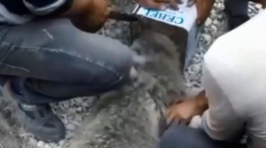 Yer: Hakkari! Başı teneke kutuya sıkışan yavru ayıyı için seferber oldular