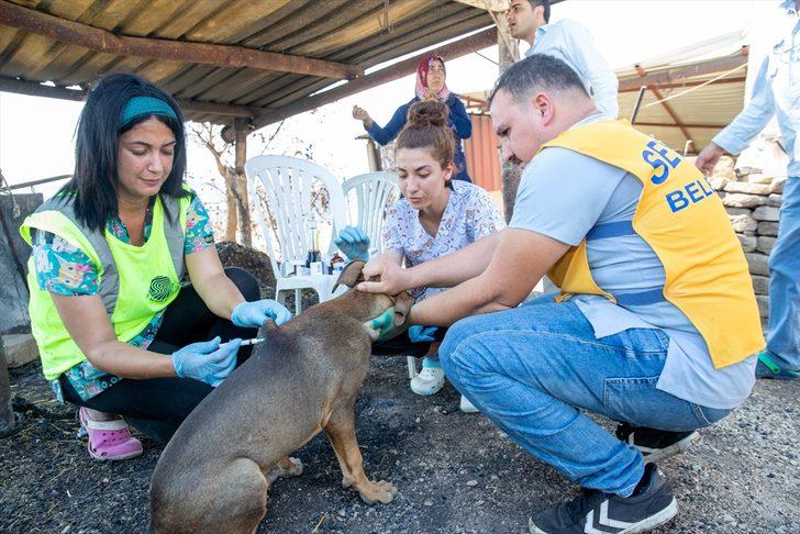 Adana'daki orman yangınlarında yaralanan hayvanlar tedavi ediliyor G1