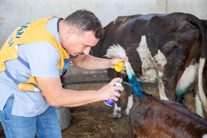 Adana'daki orman yangınlarında yaralanan hayvanlar tedavi ediliyor G2