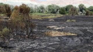 Nallıhan Kuş Cenneti sazlığındaki yangının nedeni ortaya çıktı