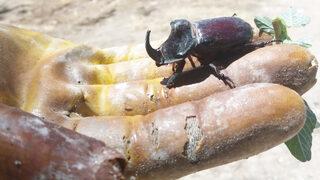 Yer Kahramanmaraş! Kayısı bahçesinde gergedan böceği buldu, şaşkınlığını gizleyemedi: Yaşım 60’ın üzerinde ama...