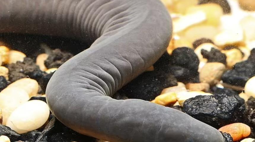 ABD'de bulunan sürüngenin türü iki yıl sonra belli oldu: Penis yılanı