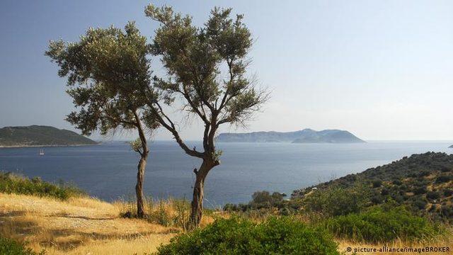 Ormanlar yanıyor: Yeşile dönüş mümkün mü?