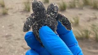 Yetkililer yuvaya girince fark etti! ABD'de çift başlı kaplumbağa dünyaya geldi