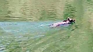 Erzurum'da ayının yüzdüğü anlar şaşkına çevirdi: Daha önce çok ayı gördüm ama...