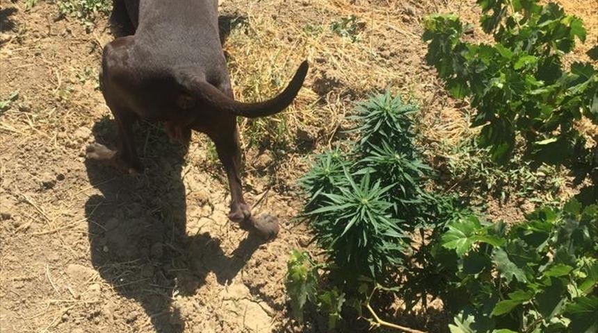 Elazığ'da evinin bahçesinde Hint keneviri yetiştirdiği iddia edilen şüpheli yakalandı