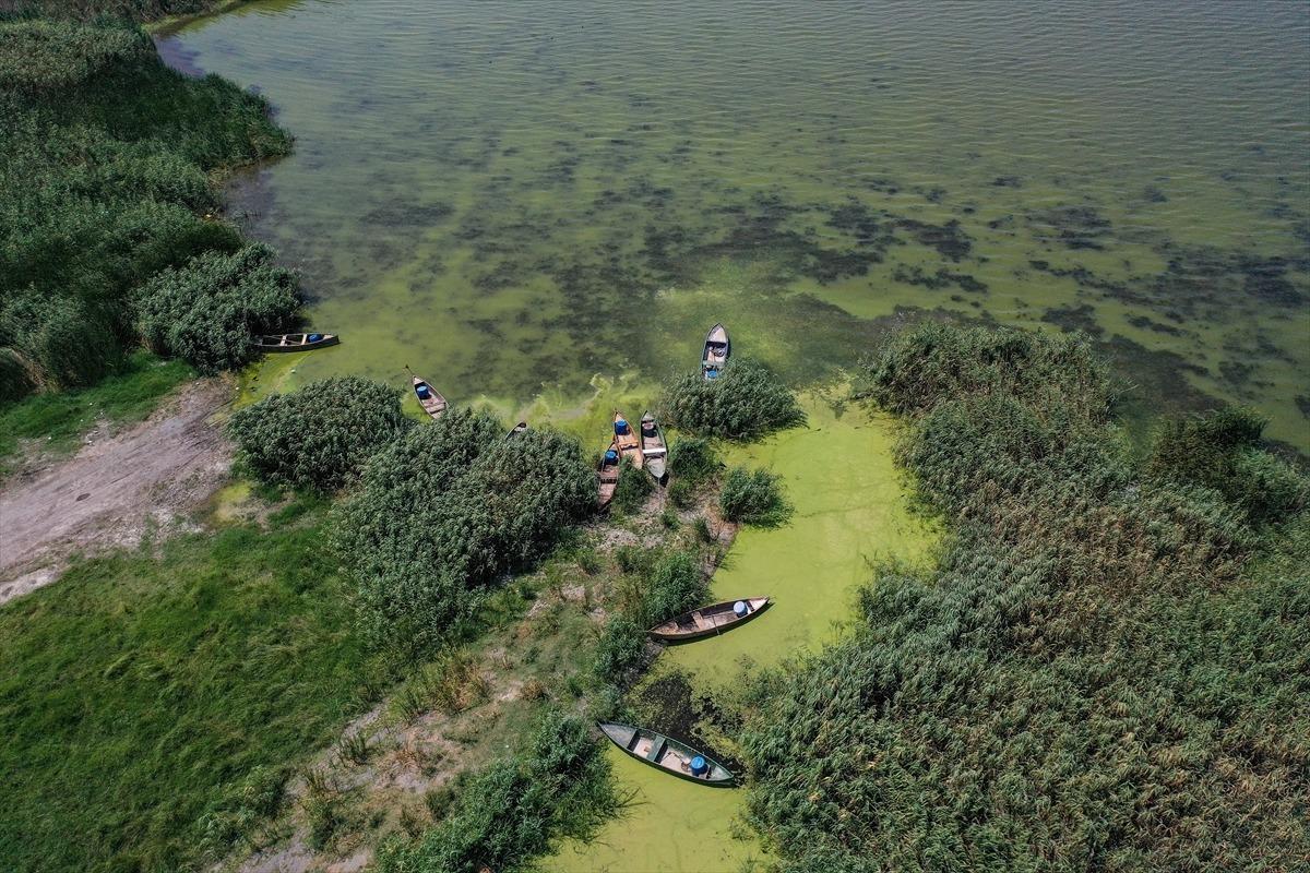 Uluabat G&ouml;l&uuml;'n&uuml;n rengi alg patlamasıyla yeşile b&uuml;r&uuml;nd&uuml;