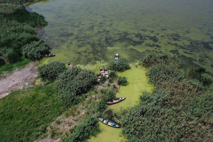 Uluabat Gölü'nün rengi alg patlamasıyla yeşile büründü G1