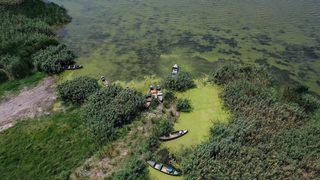 Uluabat Gölü'nün rengi alg patlamasıyla yeşile büründü