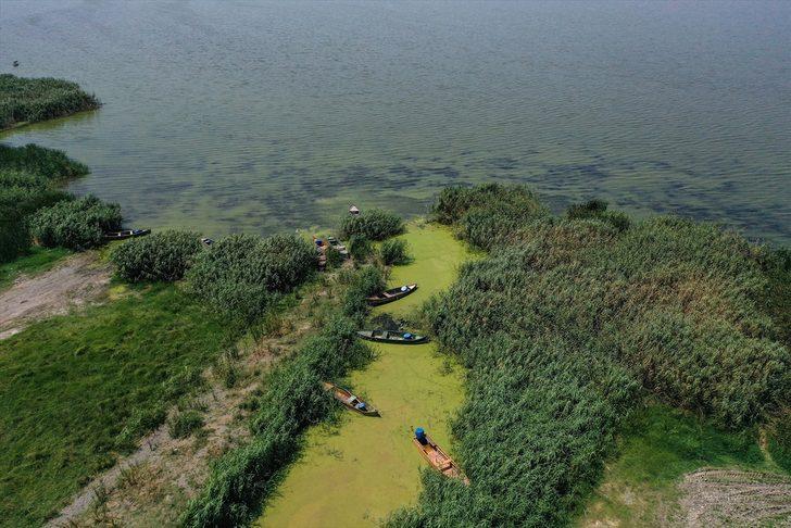 Uluabat Gölü'nün rengi alg patlamasıyla yeşile büründü G2